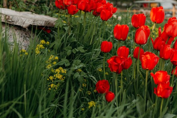 Psykologbehandling_1920_600 blommor utanför gnesta